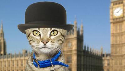 Montague Tomlinson Nominated For Battersea "Purr Minister" Competition