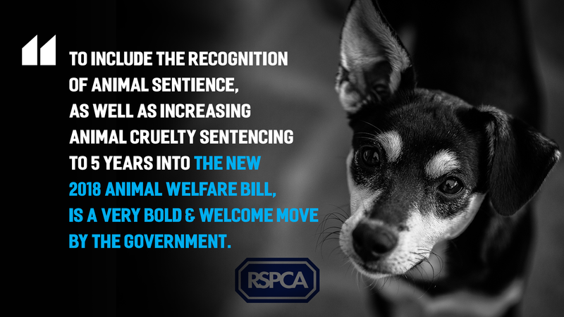 Justin Tomlinson MP Welcomes New Announcements To Enhance ‘Gold Standard’ Animal Welfare & Natural Environment Protections