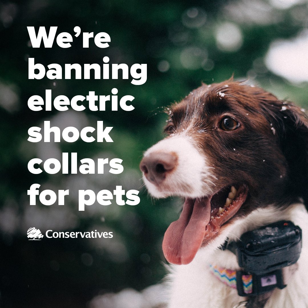 North Swindon MP Backs Government Plans To Ban Cruel Electronic Training Collars